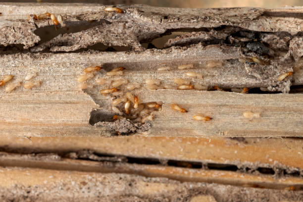 Best Best Pest Control Companies  in Ishpeng, MI